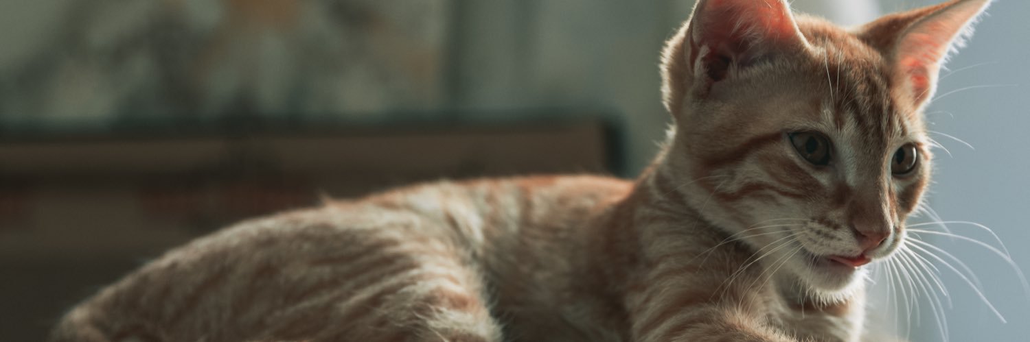 gutão contra atos de chinelagem banner