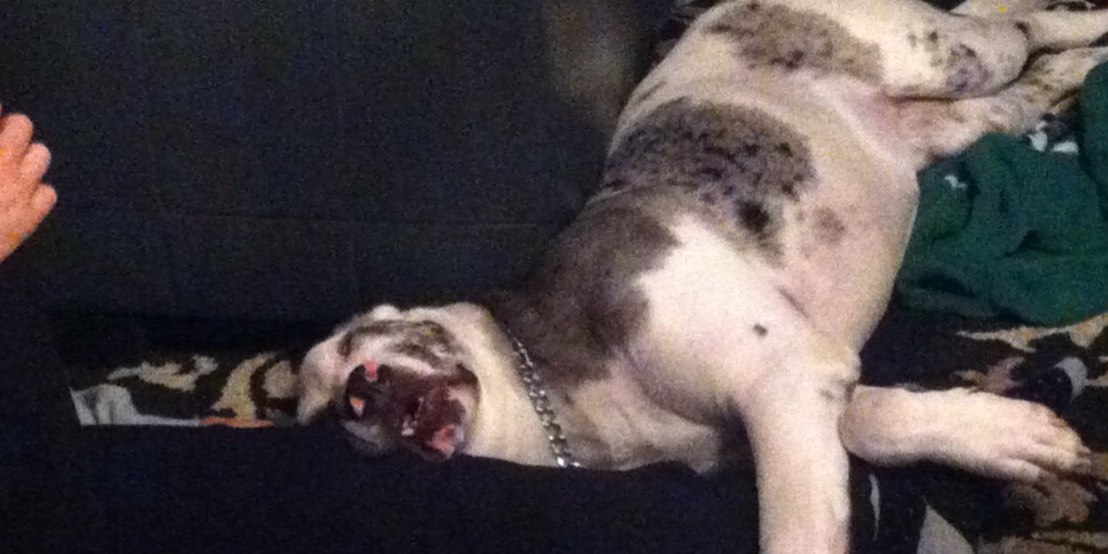 Flayla the Pup banner