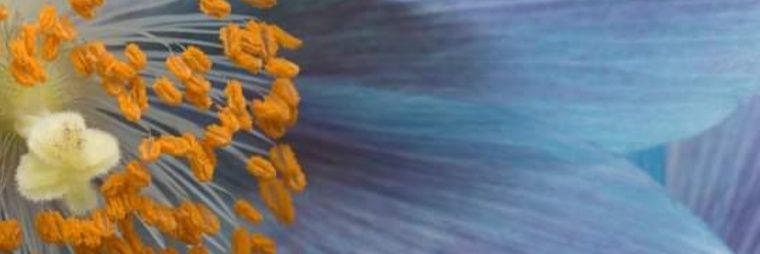 IndigoWire's profile banner image