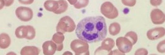 Dr. José A. Queizán Hernández banner