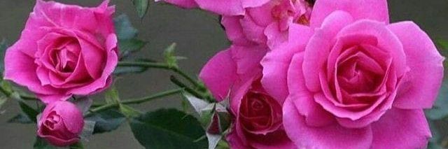 subbiahsathyan's profile banner image