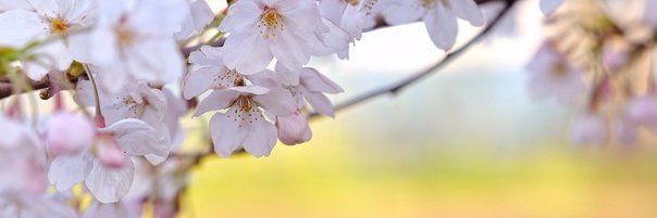 sumihangi's profile banner image