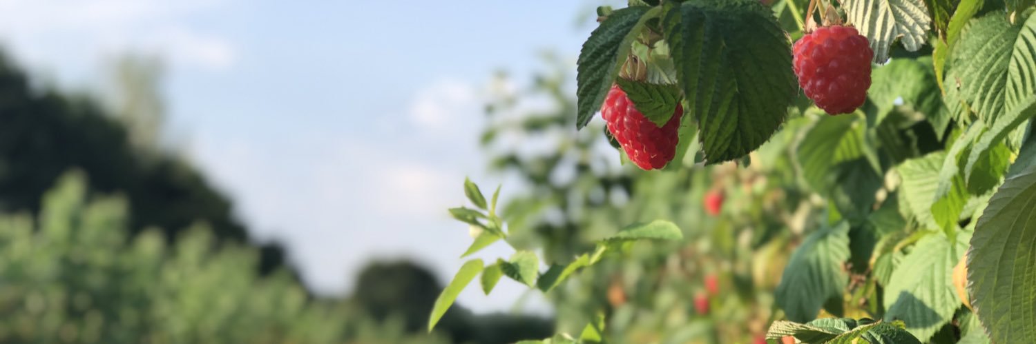 boxtedberries's profile banner image