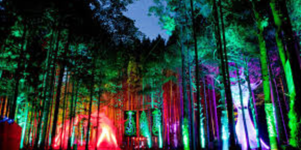 2014Forest's profile banner image