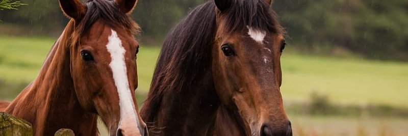 Ilana(Israeli proud) banner