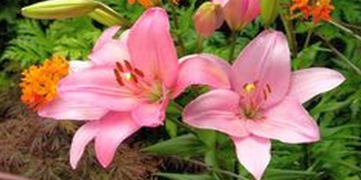 linreadinleneas's profile banner image