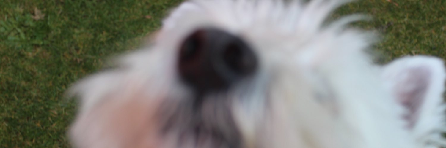 StephMacrae75's profile banner image