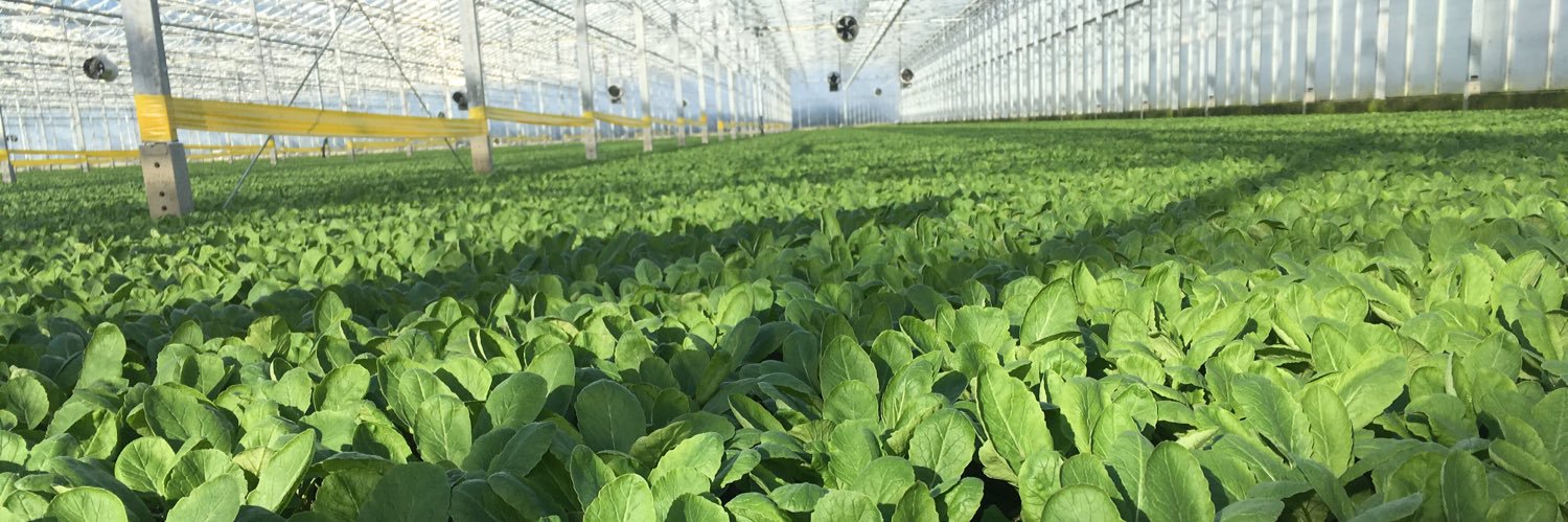 Piet Zwinkels banner