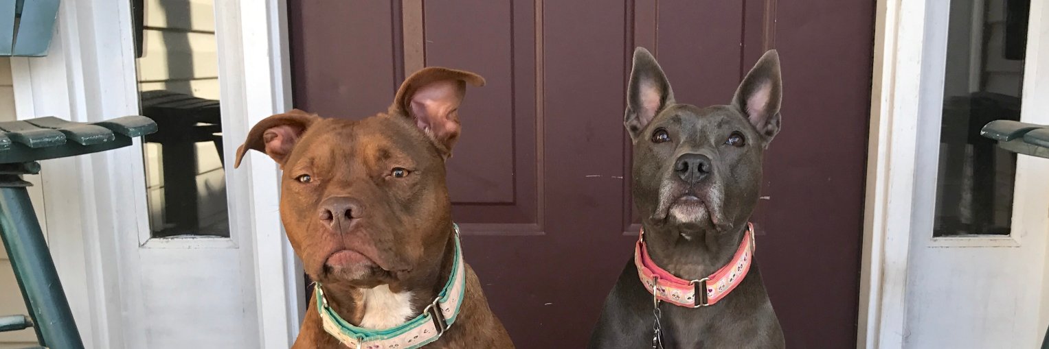 PitBullyMommy3's profile banner image