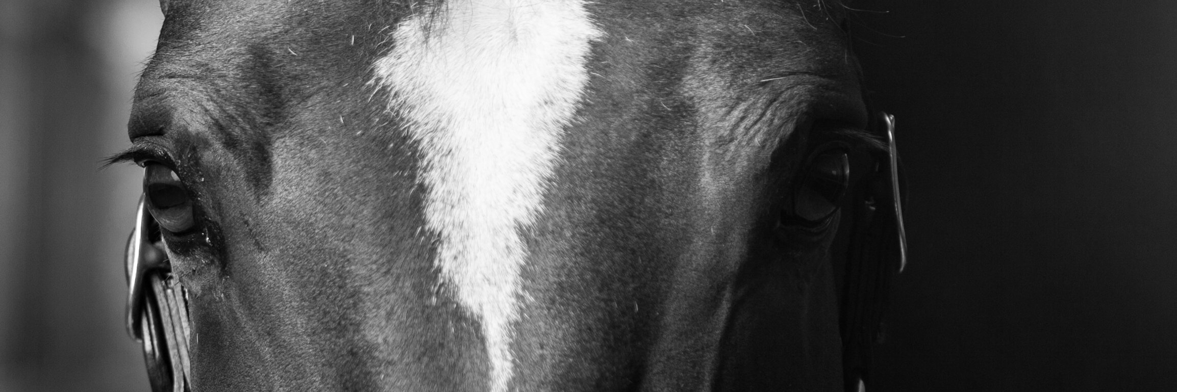 Lauren Shannon banner