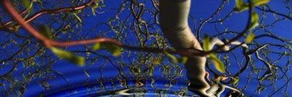 Smartkyka Profile Banner