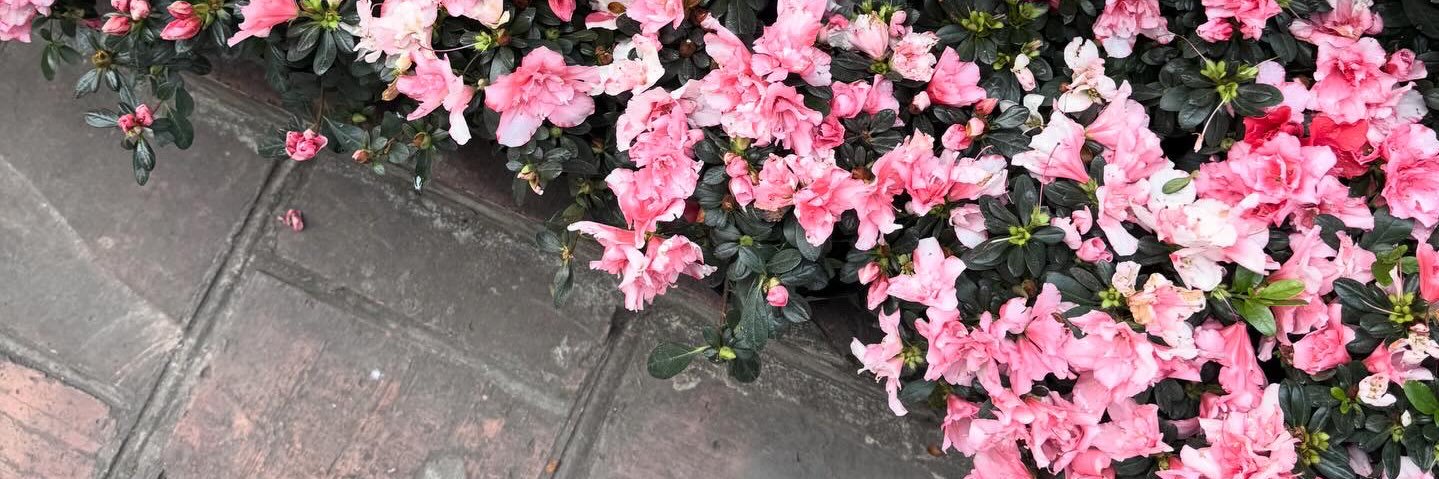 เหม่อ banner