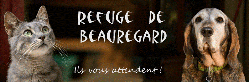 REFUGEBEAUREGAR's profile banner image