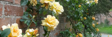 Fiona Webster banner