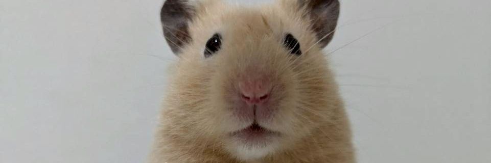 hi_N_new's profile banner image