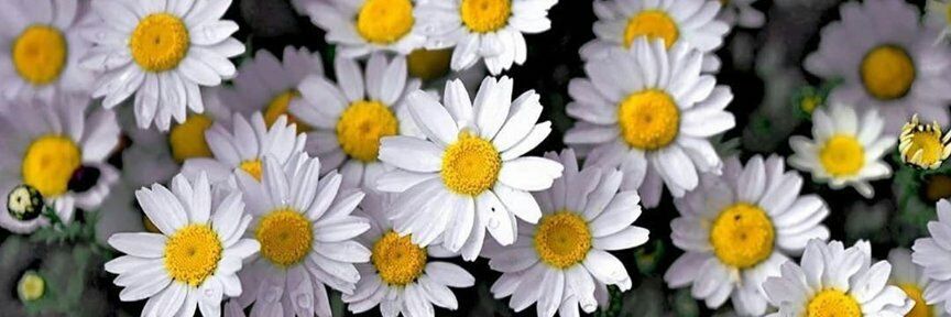 🍊 Orange-ji banner