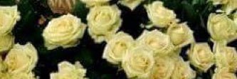 Gnoon073's profile banner image