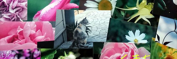 kumaroki_7 Profile Banner