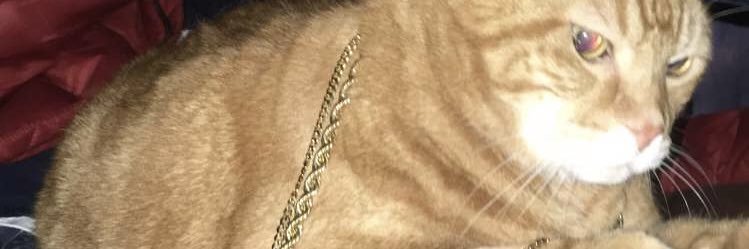 ignantjoseph's profile banner image