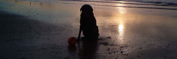 Straff13's profile banner image