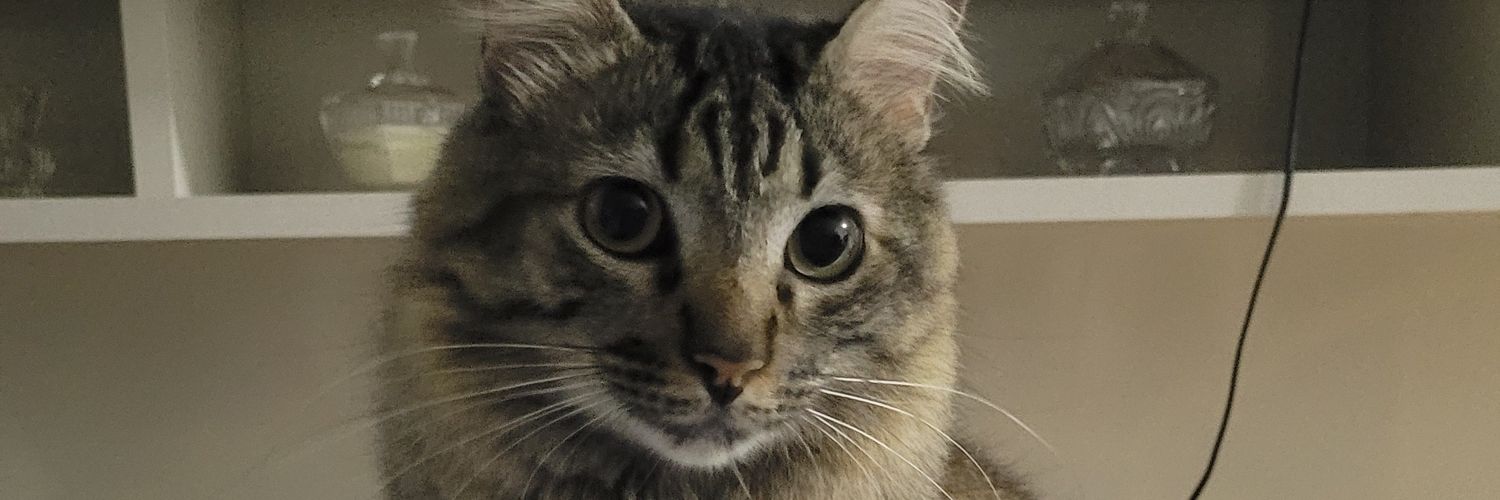 forgot about léo banner