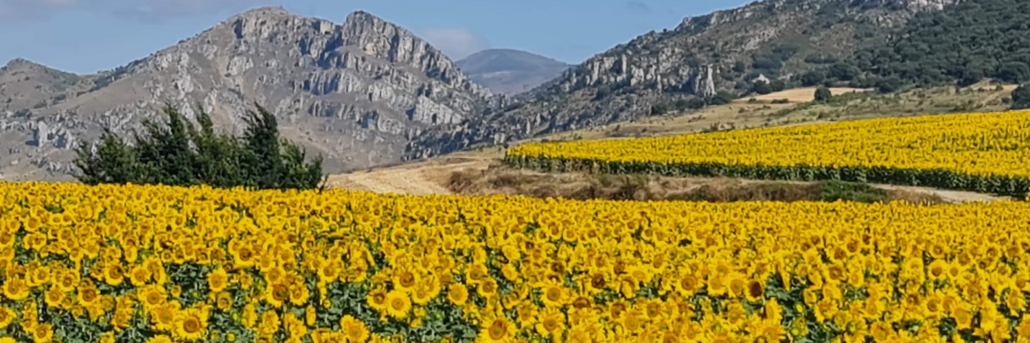 Lisa Emery CMgr FCMI banner