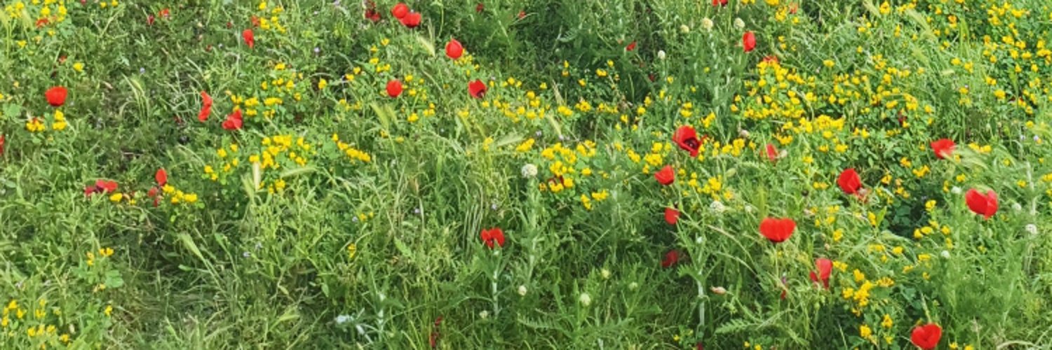 Stéphane Magnenat - @MagnenatS@enlightware.ch banner