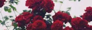oviedoftmysmile's profile banner image