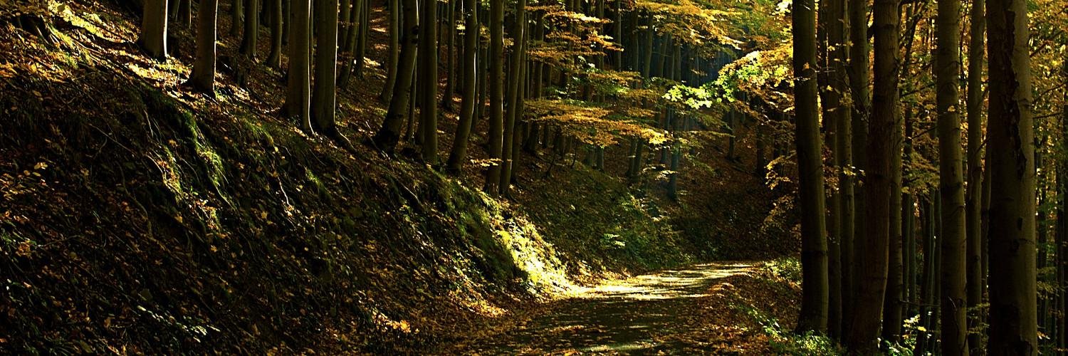 thomasbilk's profile banner image