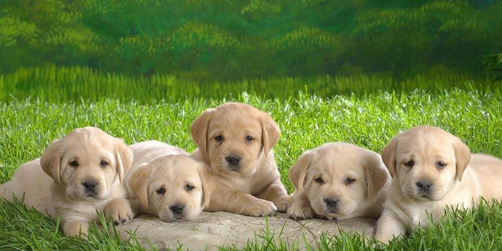 AnimalLover716's profile banner image