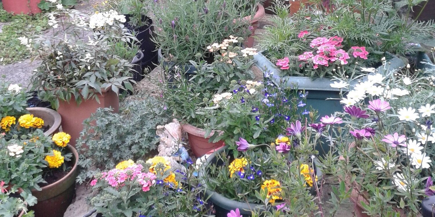 Sally Connolly banner