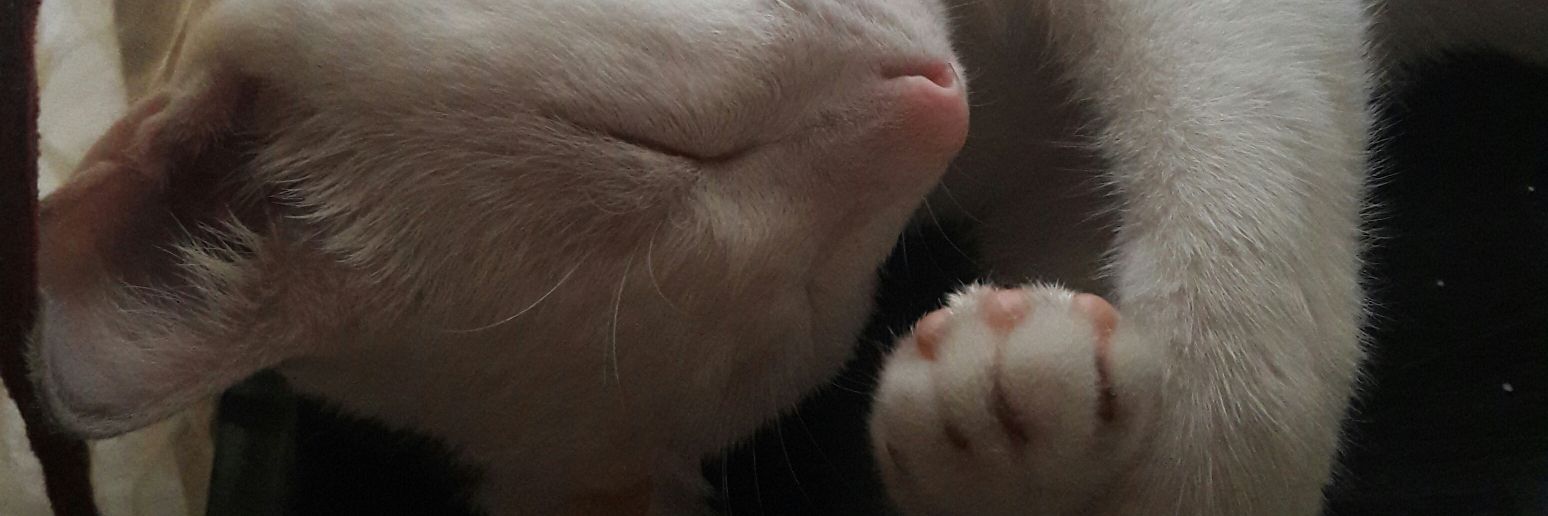 bertabrae's profile banner image