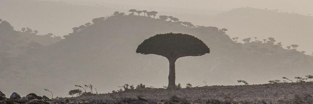 Anthon Keuchenius banner