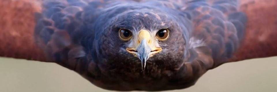 Serman2068's profile banner image