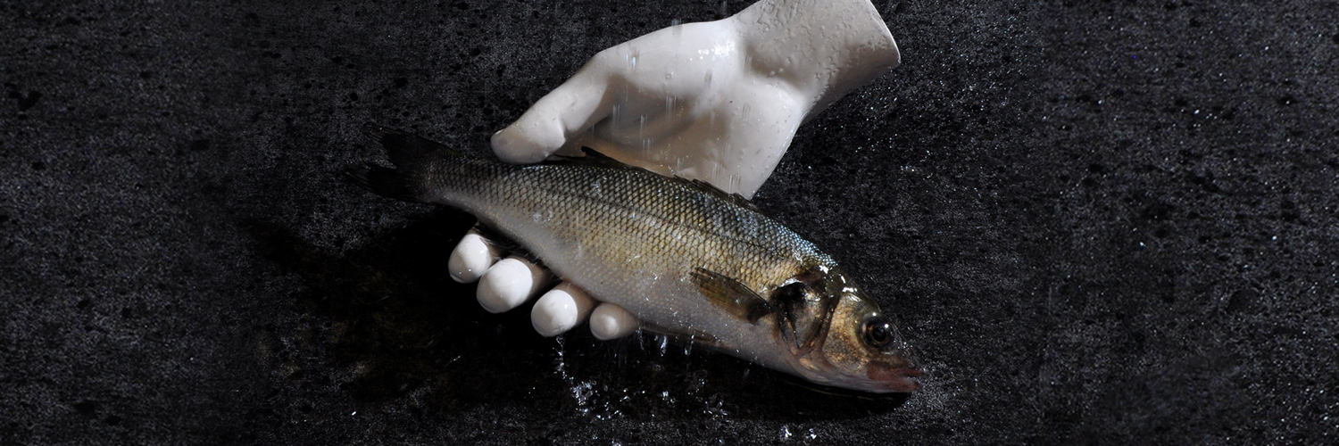 EllenandtheEscapades banner