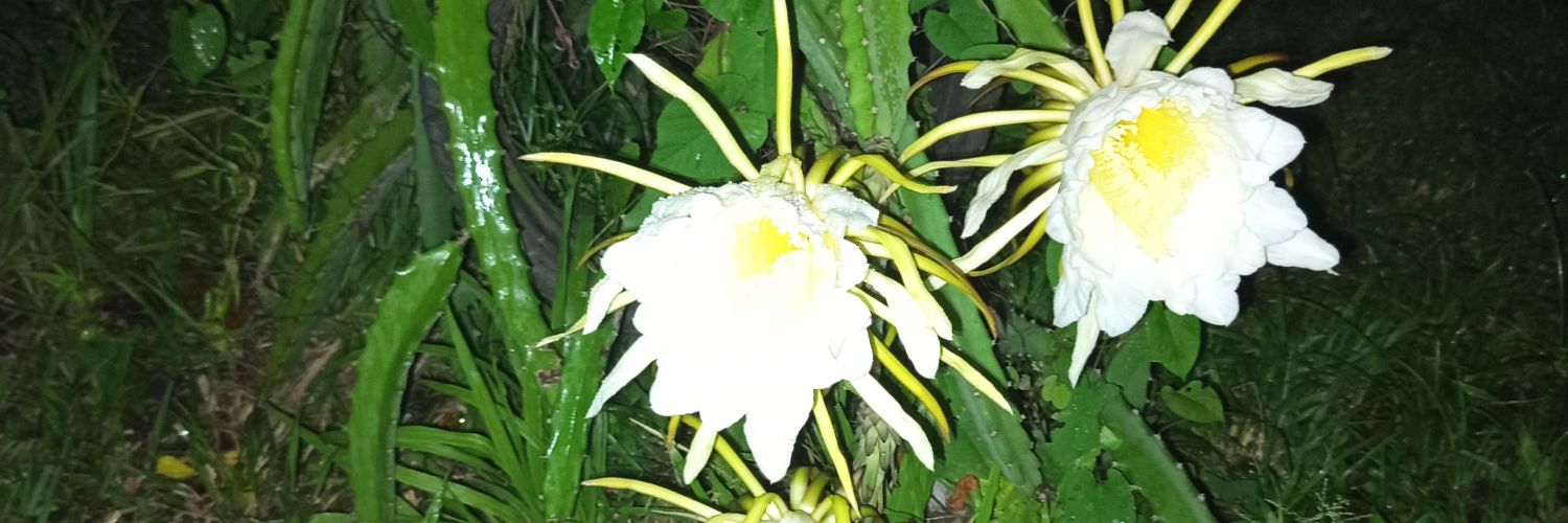 pali0113's profile banner image