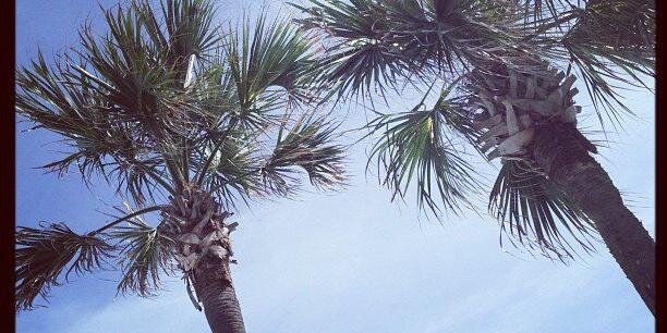 Ashlee Cornett banner