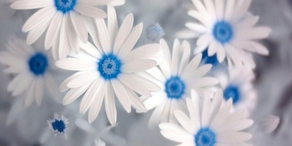 ChazyChick's profile banner image
