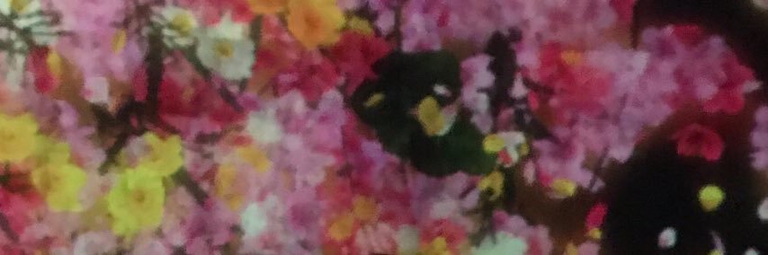 _______Yanin. banner
