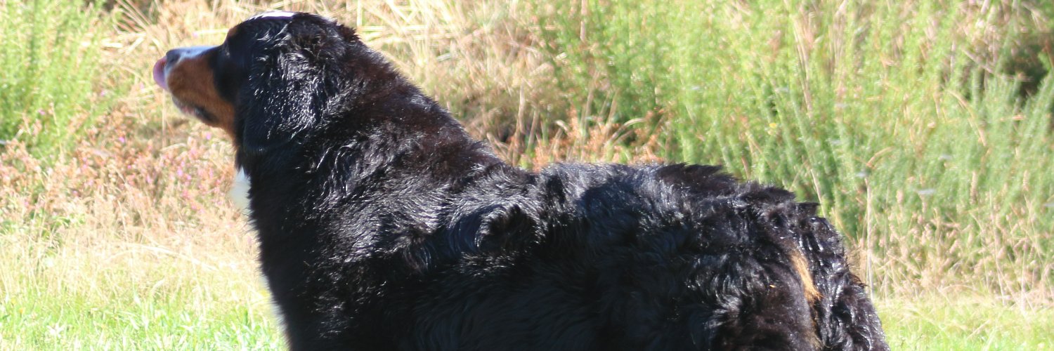 ASERRAJUSTO's profile banner image