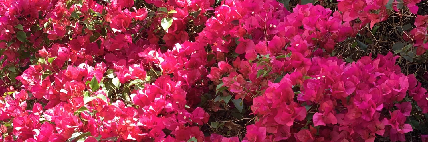 roeshulman's profile banner image
