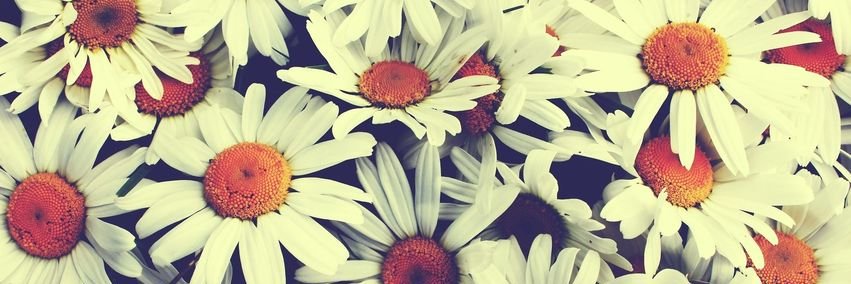 ADNcouture's profile banner image
