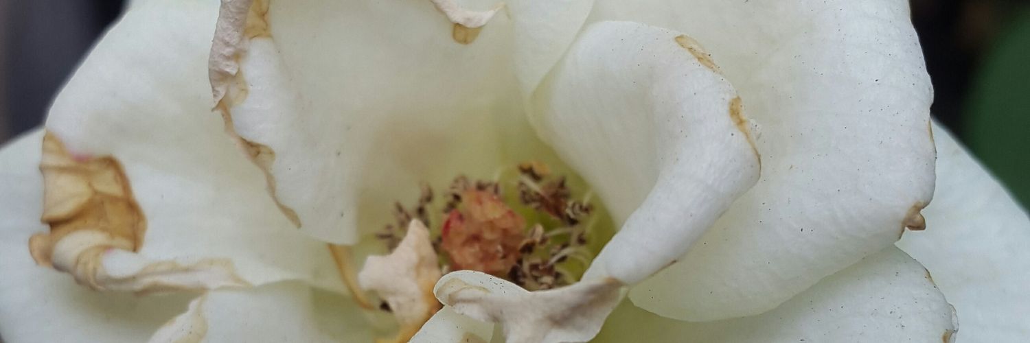 MysticaLLicious's profile banner image
