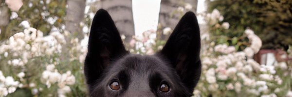 gemzape Profile Banner