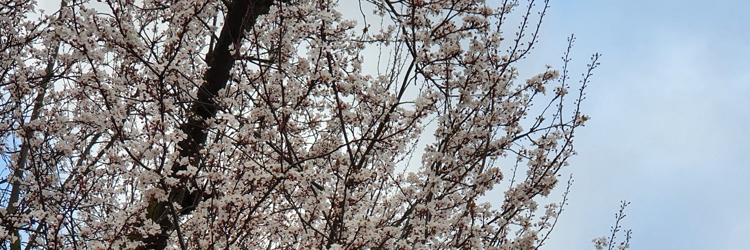 SundaysInSpring's profile banner image
