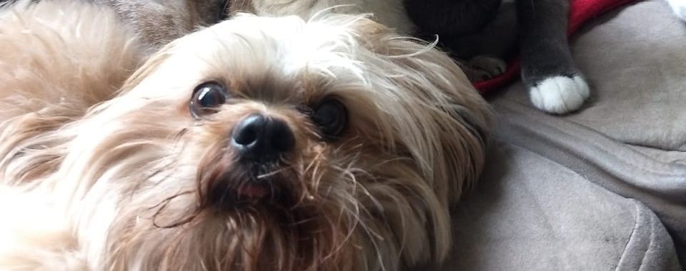 Lucaluz_'s profile banner image