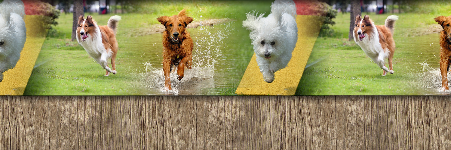 CanineActiv's profile banner image
