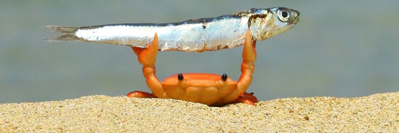 ももたろう banner