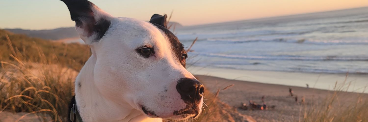 The NP.is.in🩺🩹💉 banner