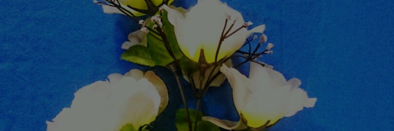 sdwinut's profile banner image